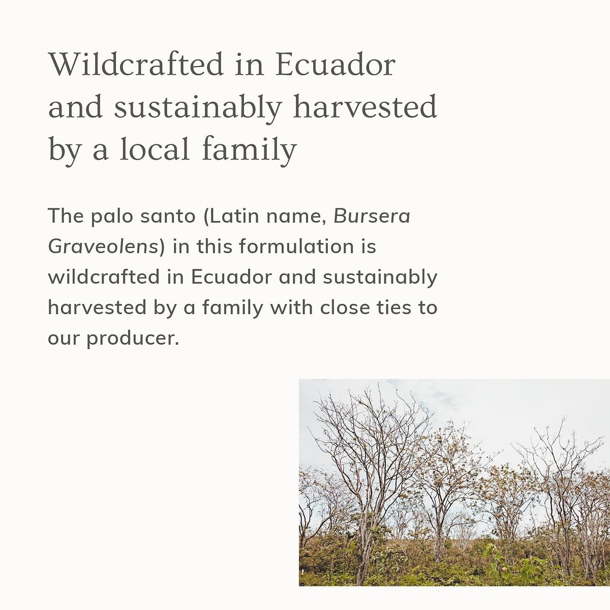 Annmarie Skin Care Palo Santo Body Butter - Rich & Decadent Body Treatment (200 ml)